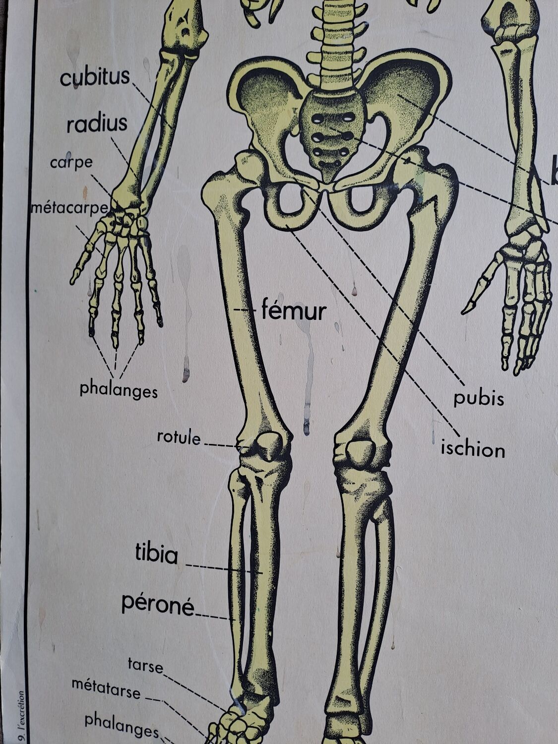 School poster Rossignol the skeleton/ excretion