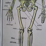 School poster Rossignol the skeleton/ excretion