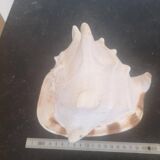 Large natural conch - decorative antique shell - family heirloom