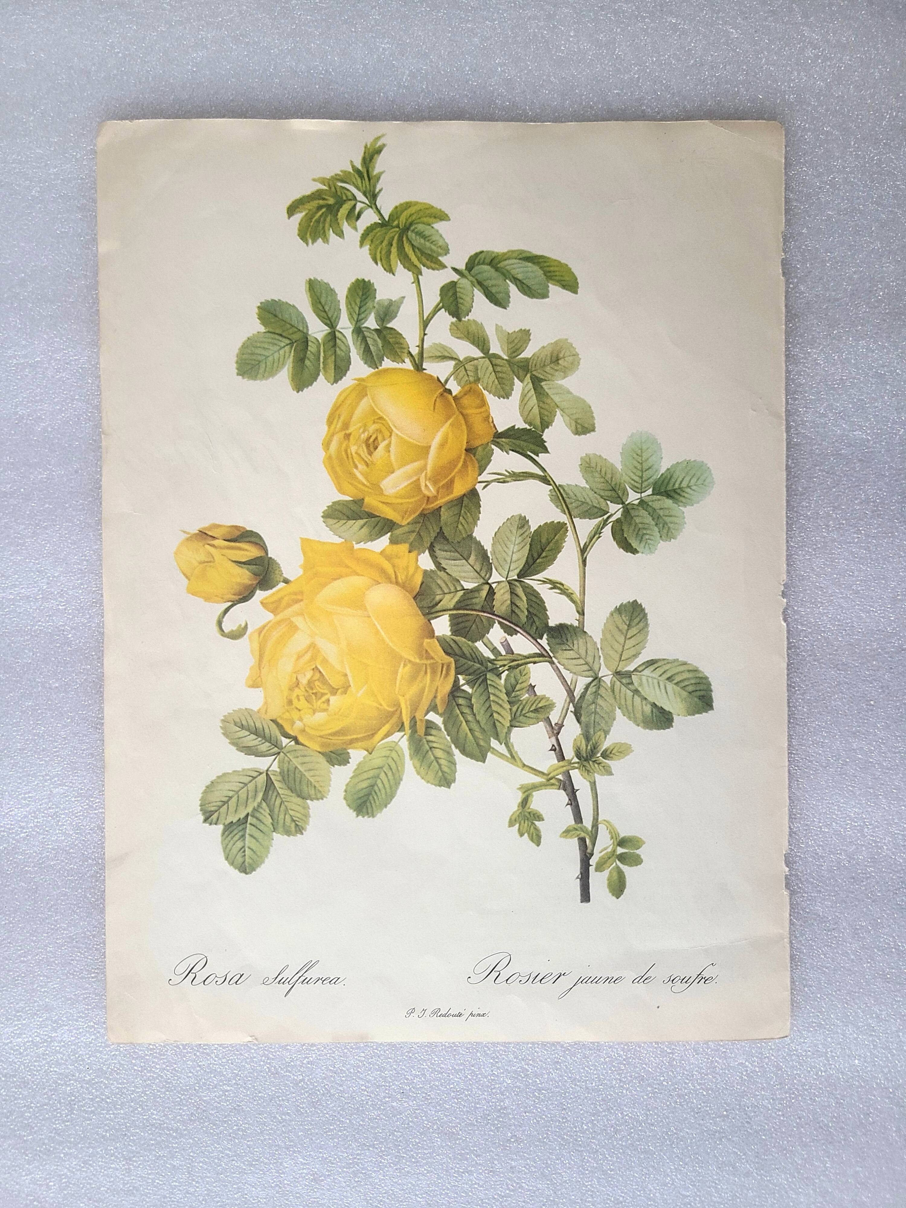 2 reproductions "Les roses les plus chères du monde"