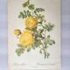 2 reproductions "Les roses les plus chères du monde"