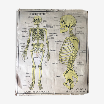 Affiche scolaire vintage "Le Squelette"