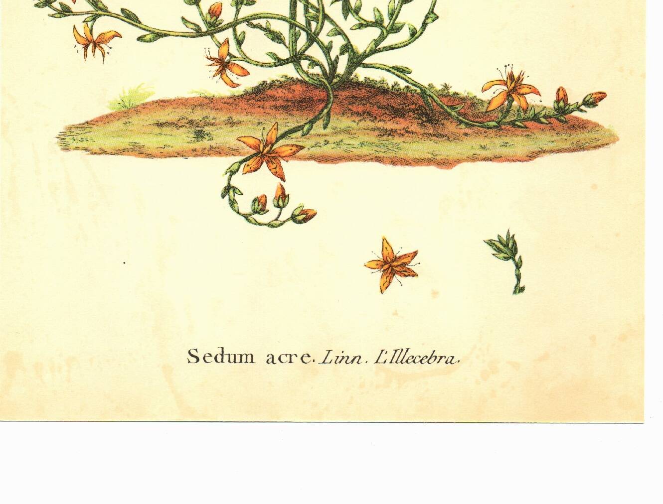 Old illustration 1959 - Bitter Stonecrop - botanical plate of wild flower