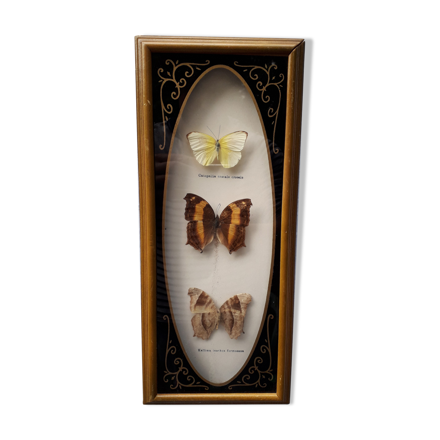 Tro of butterflies