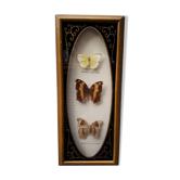 Tro of butterflies