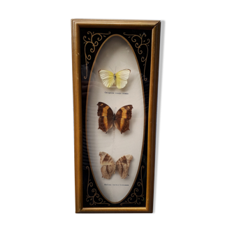 Tro of butterflies