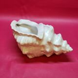 Empty cup vintage pocket shell shape conch conch shell iridescent white