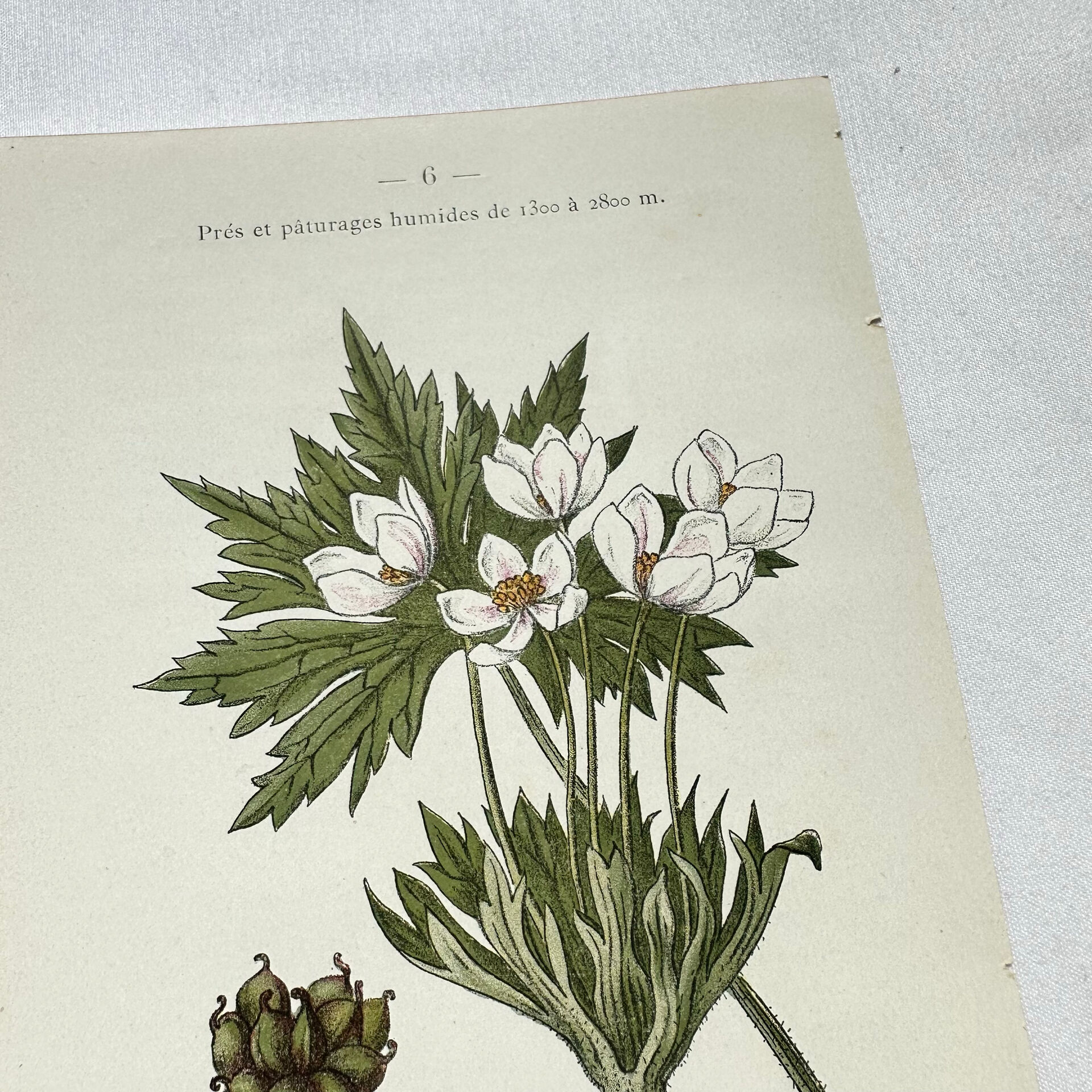 Old botanical engraving from the 19th century – Coloured botanical plates