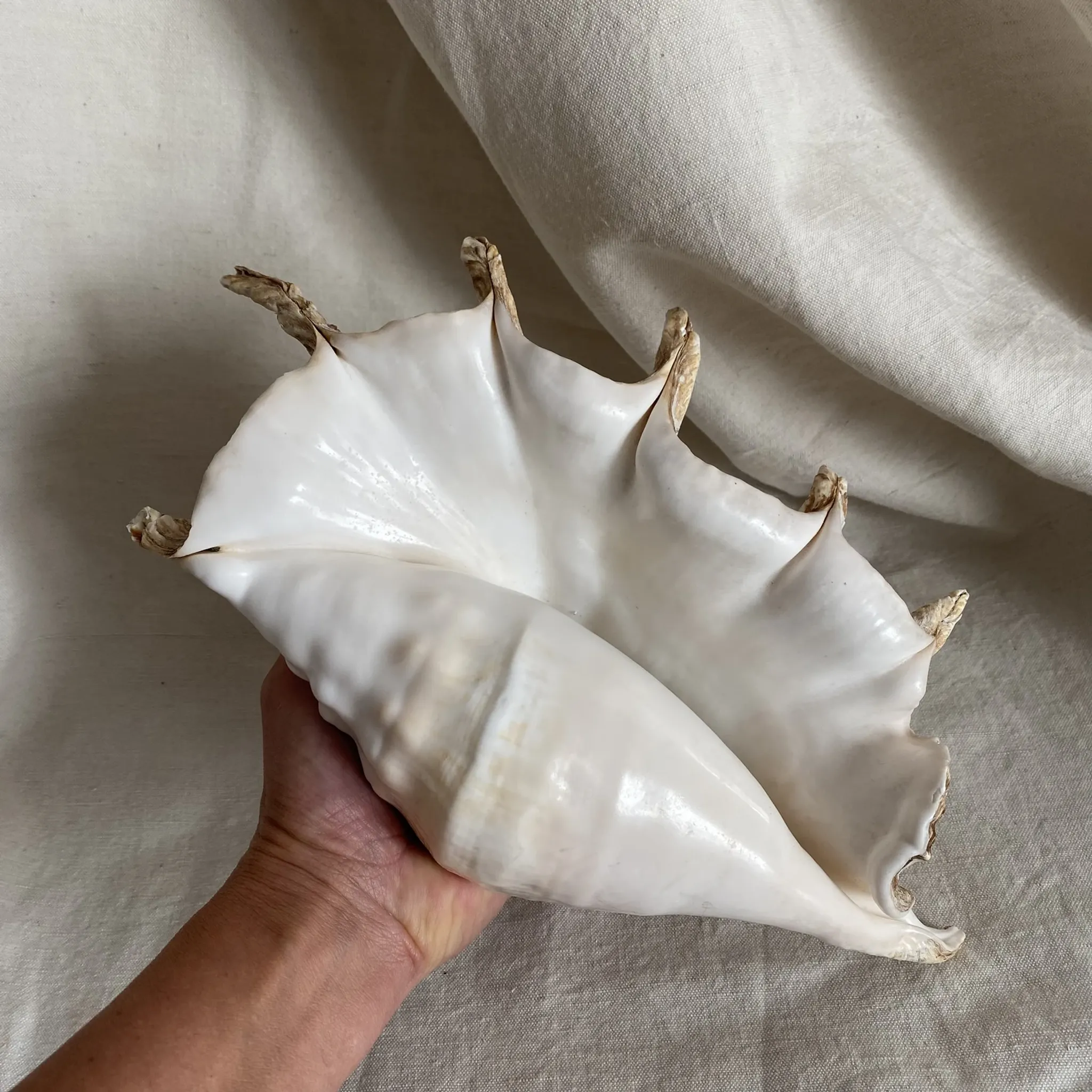 Grand coquillage Lambis à 7 doigts