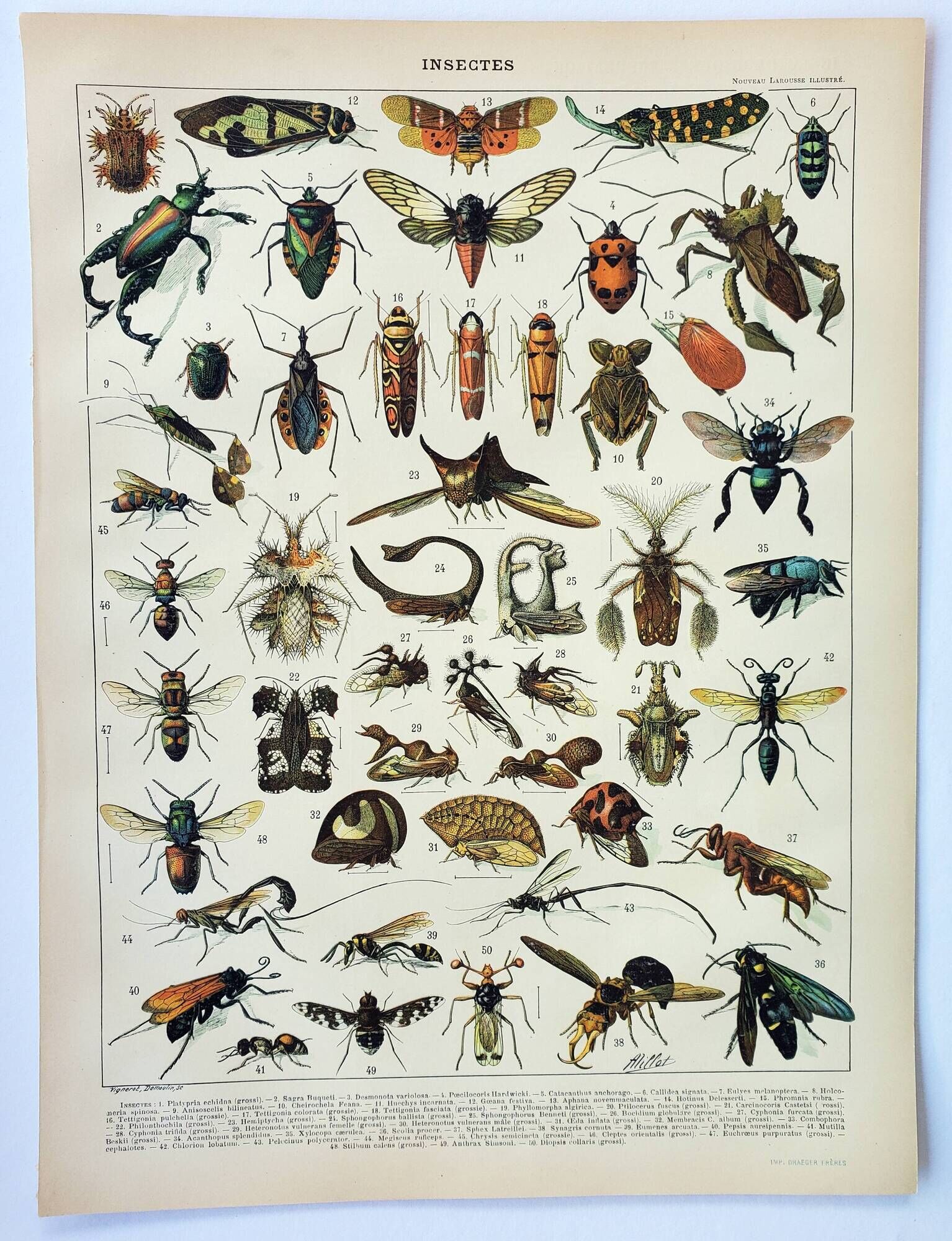 Old engraving 1898, Insects 2, entomology • Lithograph, Original plate