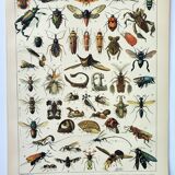 Old engraving 1898, Insects 2, entomology • Lithograph, Original plate