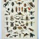 Old engraving 1898, Insects 2, entomology • Lithograph, Original plate