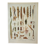 Old engraving 1922, Wheat 2, varieties of wheat, cereals, bread • Lithograph, Original plate