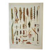 Gravure ancienne 1922, Blé 2, variétés de blés, céreales, pain • Lithographie, Planche originale