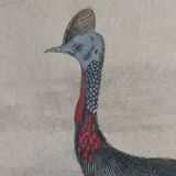 Ornithological Plate Buffon 1838 "Ostrich & Cassowary"