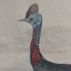 Planche Ornithologique Buffon 1838 "Autruche & Casoar"