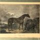 Lot of 2 English equestrian engravings framed late 19th century