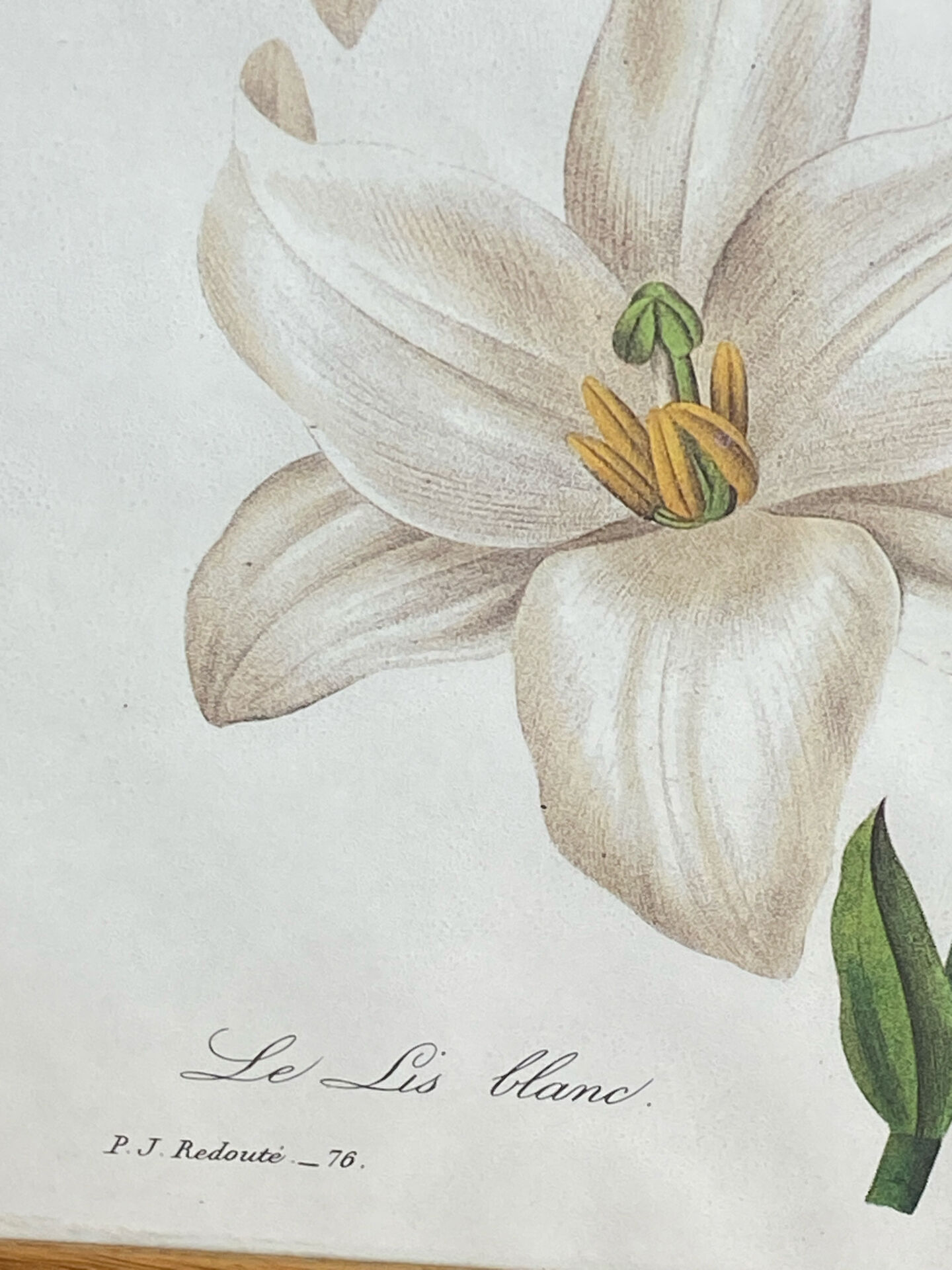 Botanical print, White Lily, P-J Redouté
