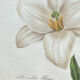Botanical print, White Lily, P-J Redouté