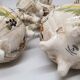Pair of 2 candlesticks Capodimonte Italy style moustier
