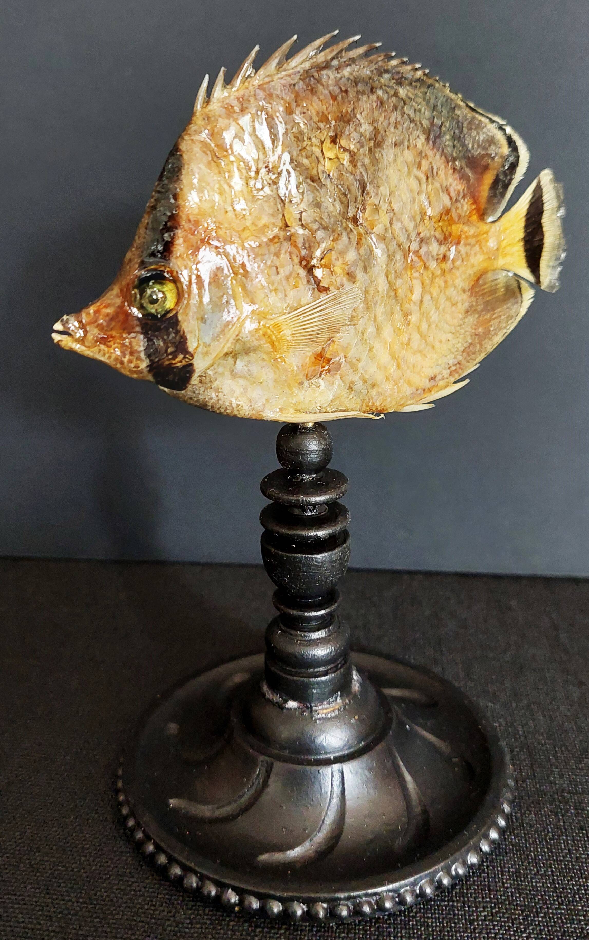 Cabinet de Curiosités poisson papillon sédentaire chaetodon sedentarius