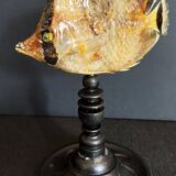 Cabinet of Curiosities sedentary butterflyfish chaetodon sedentarius