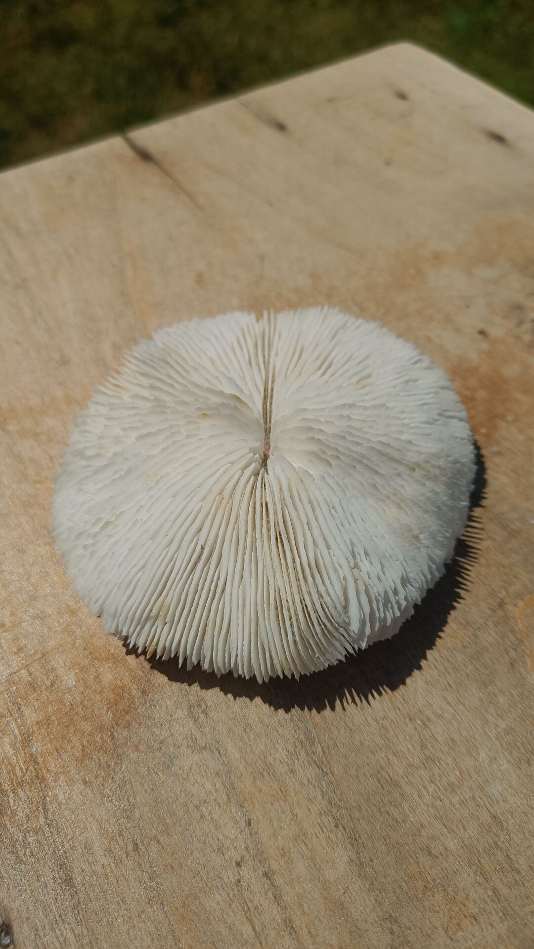 Natural round coral