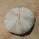 Natural round coral