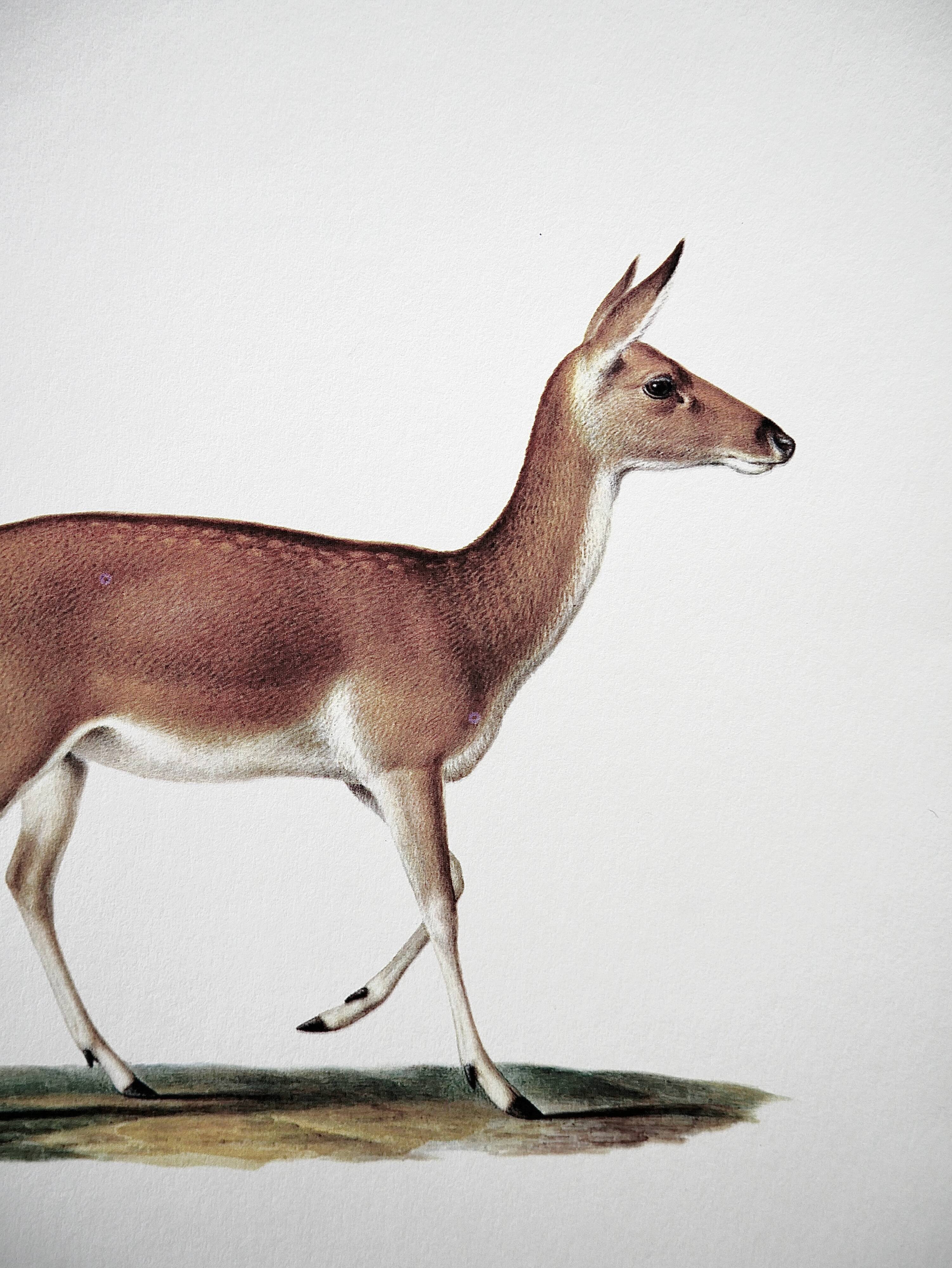 Bestiary board Duvaucel doe