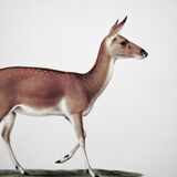 Bestiary board Duvaucel doe