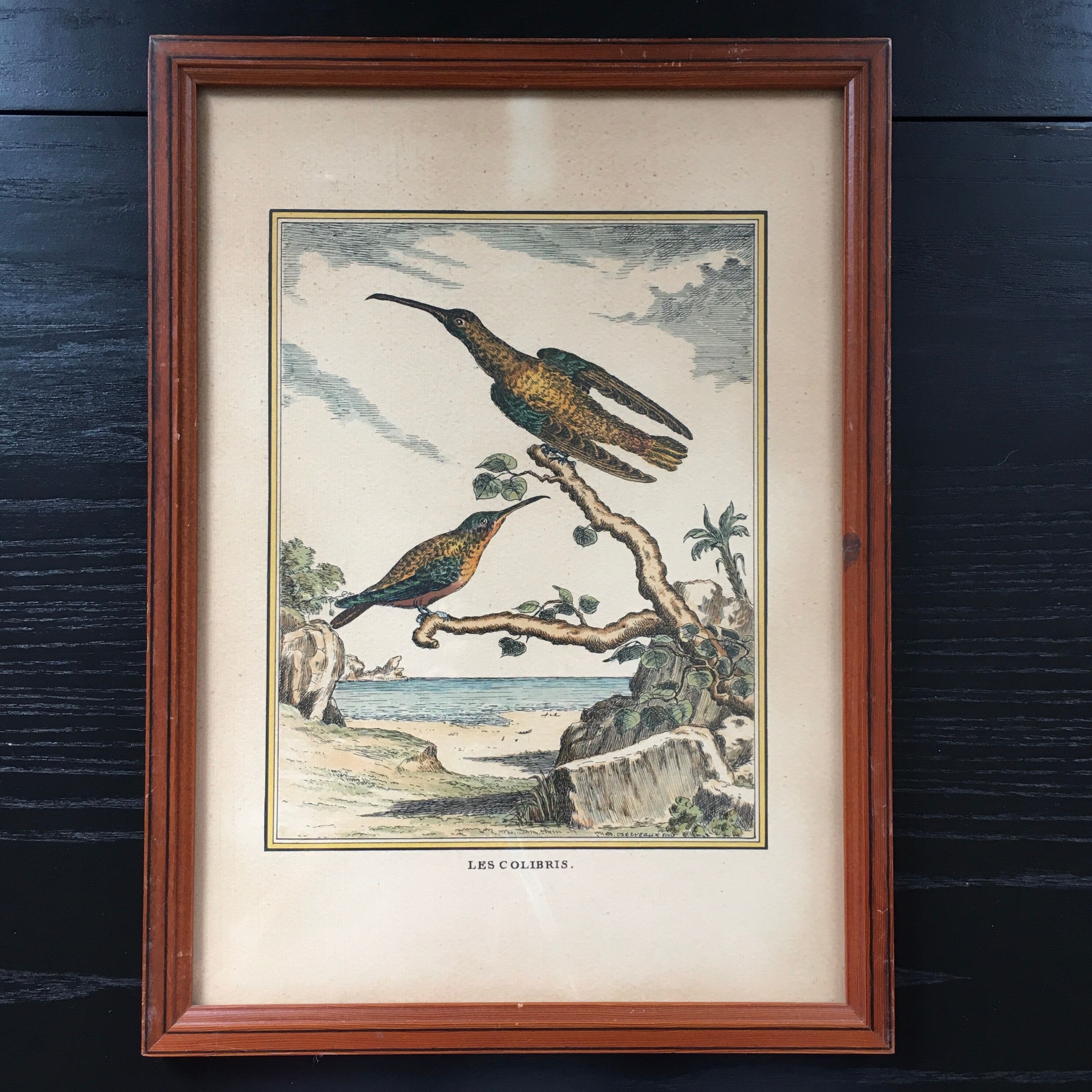 Illustration of hummingbirds.