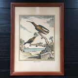 Illustration les colibris
