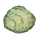 Flat cabbage leaf