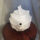 Shell teapot