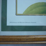 2 reproductions of botanical drawings by P. Bessa