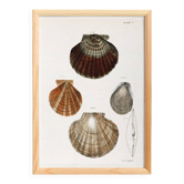 Poster about scallops, based on an old lithograph