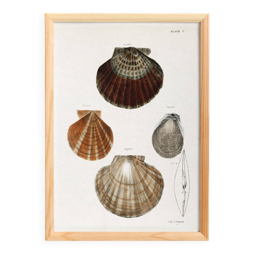 Affiche sur les coquilles Saint-Jacques, d’après une lithographie ancienne