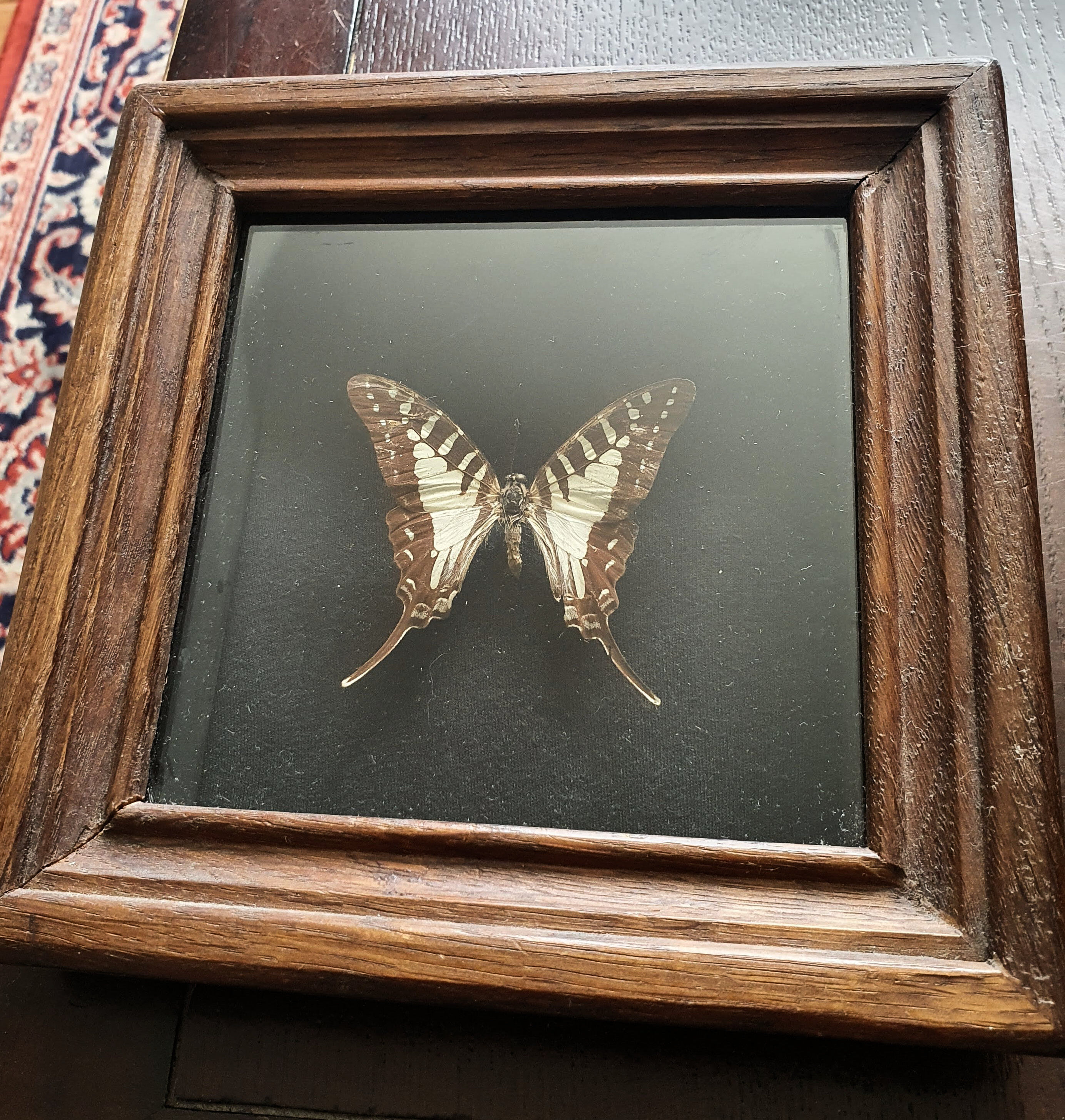 Naturalized butterfly