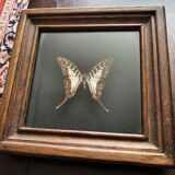 Naturalized butterfly