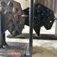 Pair of brutalist buffalo / bison bookends, black metal, mid-century