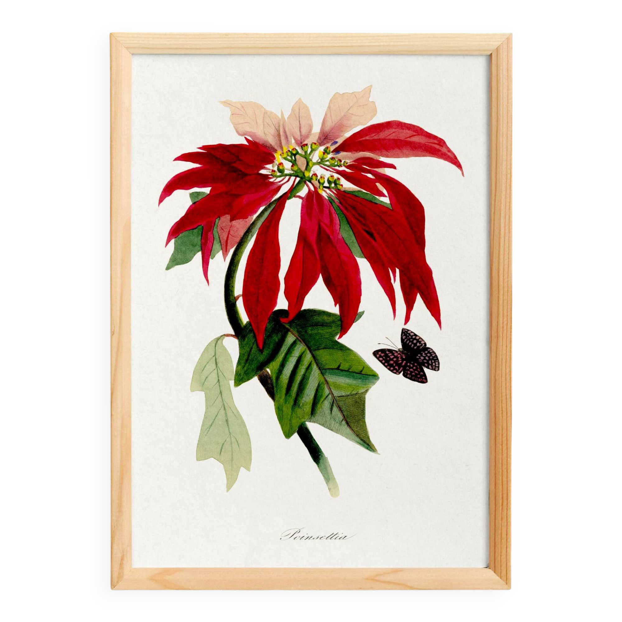 Poster about the Christmas star (Poinsettia, flower), after an engraving