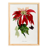 Poster about the Christmas star (Poinsettia, flower), after an engraving