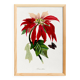 Poster about the Christmas star (Poinsettia, flower), after an engraving