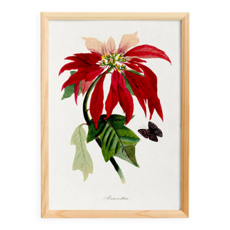 Poster about the Christmas star (Poinsettia, flower), after an engraving