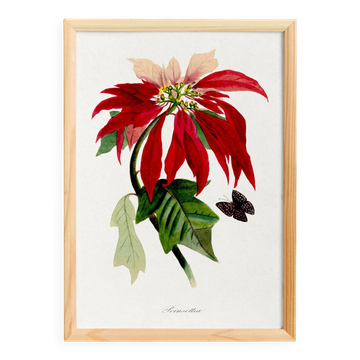 Poster about the Christmas star (Poinsettia, flower), after an engraving