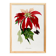 Poster about the Christmas star (Poinsettia, flower), after an engraving