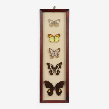 Framed Asian Butterflies Taxidermy Mounted Insect Display 5 Pieces 14x42cm
