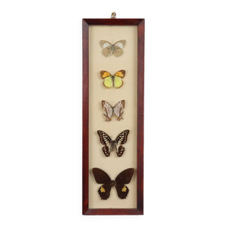 Framed Asian Butterflies Taxidermy Mounted Insect Display 5 Pieces 14x42cm