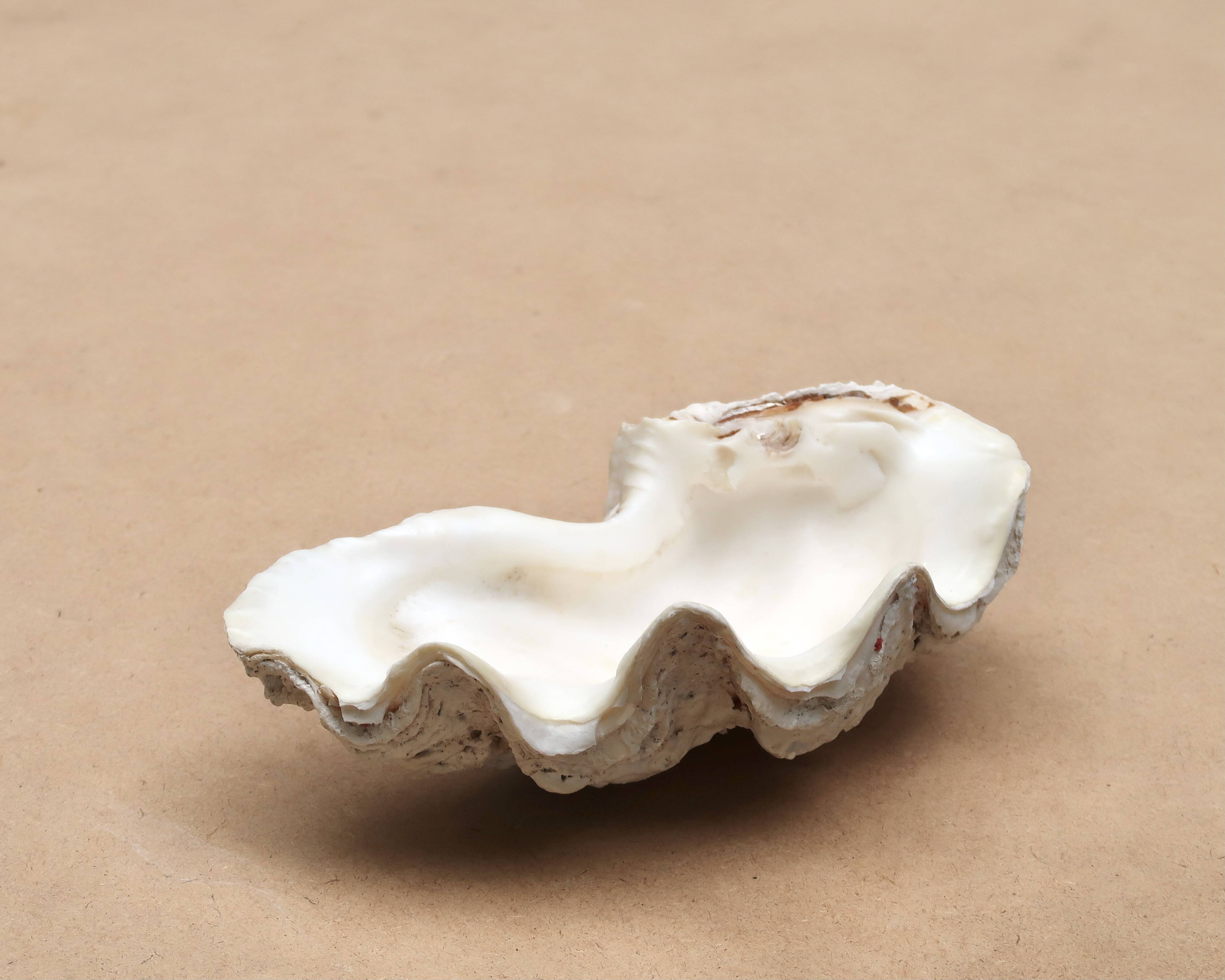 Natural white beige shell vide poche from the 1970s.