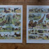 Original mammalian lithographs